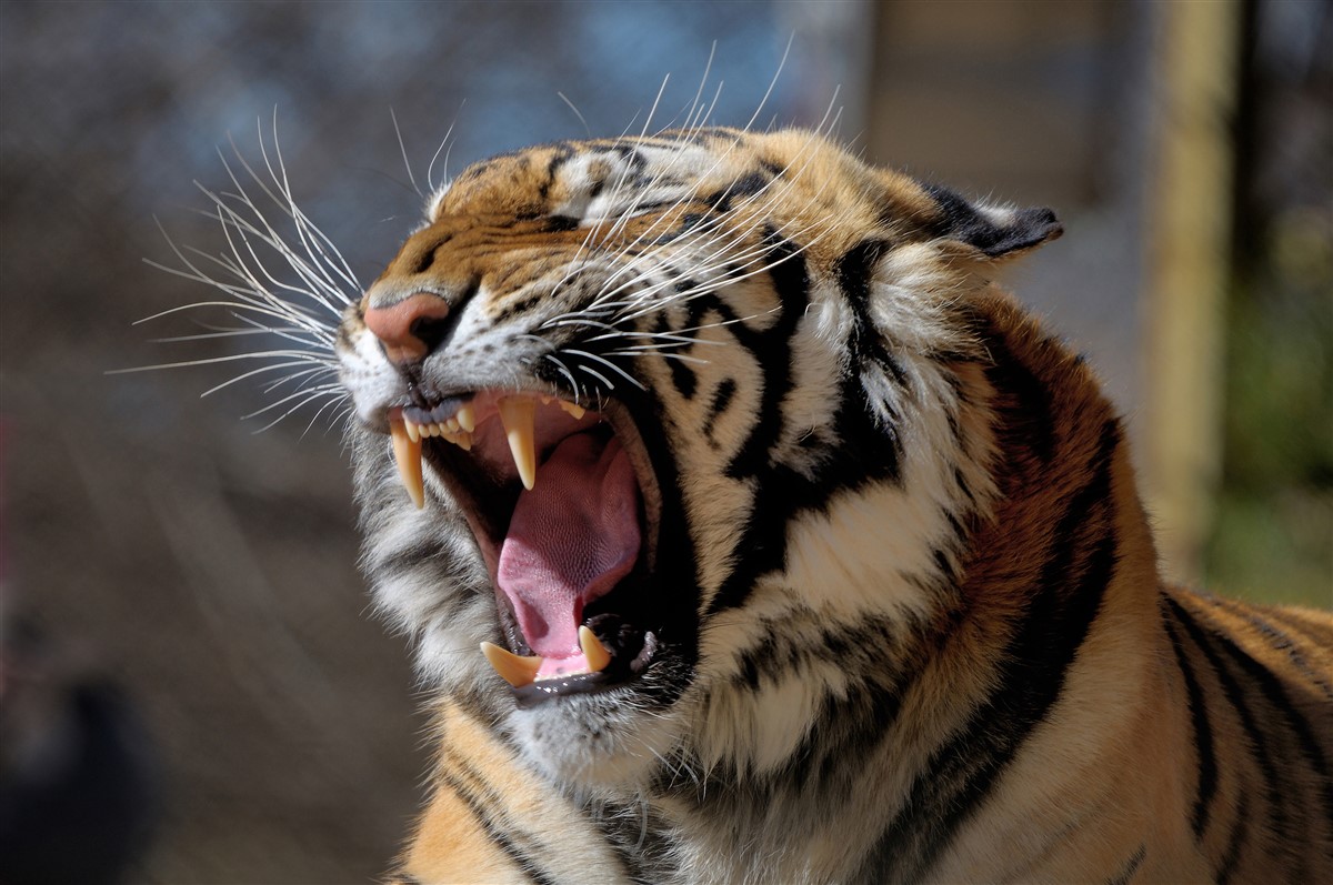 Le sauvetage d’un tigre menacé dans la région méridionale de la Chine