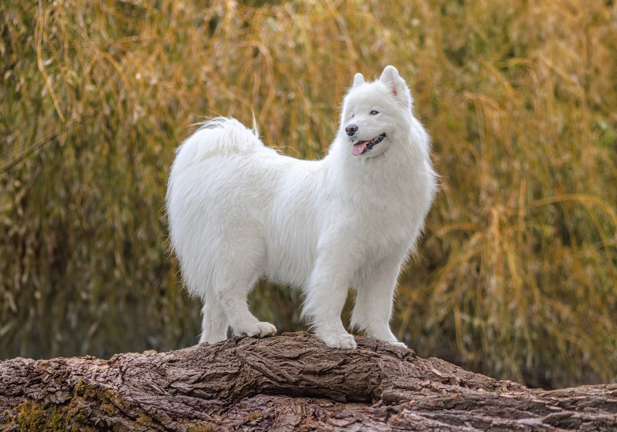 chien Samoyede