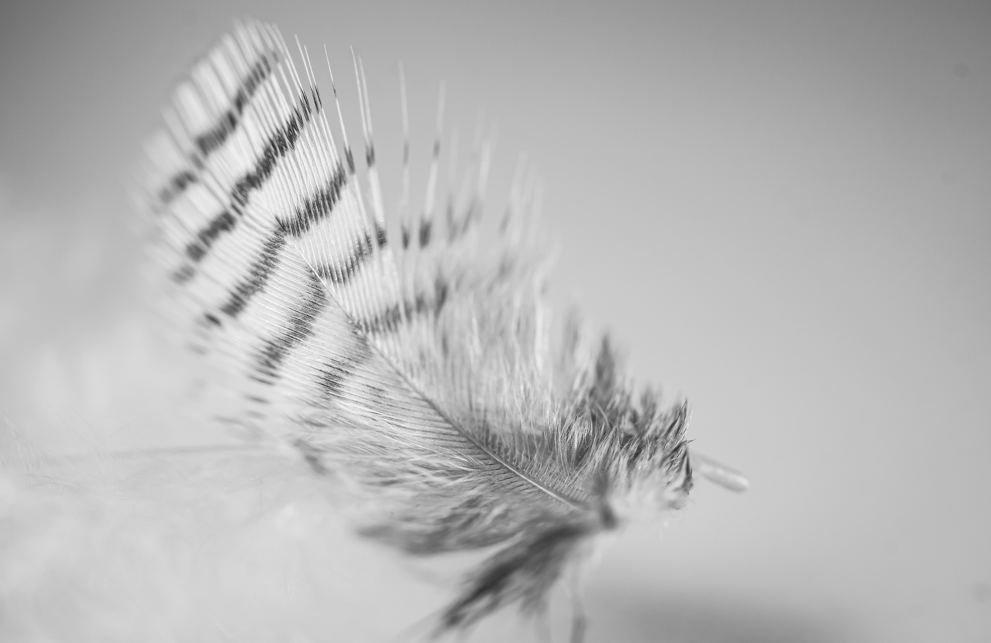 plume blanche